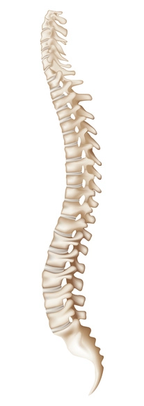 Chiropractic Gahanna OH Spine